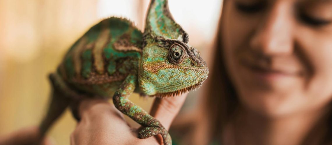 Herpétophobie : comment vaincre la peur panique des reptiles ?